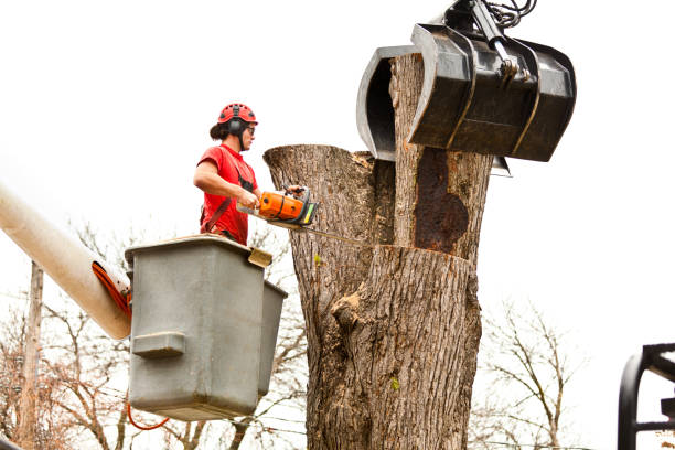 Best Tree and Shrub Care  in Sparks, TX